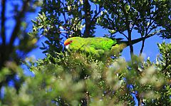 Yellow-crowned Parakeet